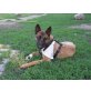 Kottan 3, Malinois Rüde - Rüde