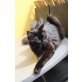 Kovu, Maine Coon - Kater