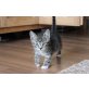Kovu und Nala, Hauskatzen - Kater