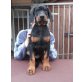 Kräftiger Dobermannwelpe abzugeben, Dobermann Welpen - Rüde
