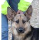 Krasna, Deutscher Schäferhund - Hündin