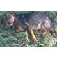 Kristabel, Junge Hundedame sucht ein Zuhause - Hündin