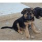 Kristina, Schäferhund Collie Mix Welpen - Hündin