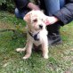 Kristinka, Terrier-Mix - Hündin