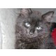 Krisu, Sibirische Katze - Kater