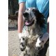 Kroll, English Setter - Rüde