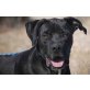 Kron, sehr lieber Labradormischling - Rüde