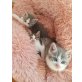 Krümel, Brösel, Jonny und Joy, Hauskatze - Kater
