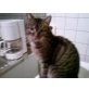 Krümel, Hauskatze - Kater