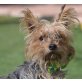 Krümel  - Linares, Yorkshire-Terrier, kastriert - Rüde