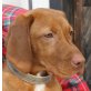 Krümel, Magyar Vizsla - Rüde