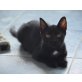 Krümel, Mischling - Katze