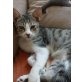 Krümel, getigertes Herzilein sucht Familie - Kater