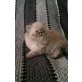 Krümel von der Persersymphonie, Perser - Kater
