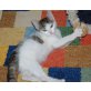 Krümelchen (weibl., ca. 7 Wochen) - Katze