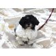 Krümmel, Shih Tzu - Rüde