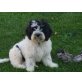 Kruszon, Polnischer Niederungshütehund Welpen - Rüde
