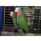 Kuba-Amazone - weiblich