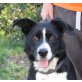 Kubala, Border Collie Mix - Rüde
