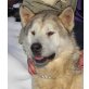 Kujito, Malamu-Husky-Mischlingsrüde - Rüde