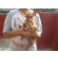 Kuka, Chihuahua-Mix - Hündin