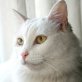Kuka, taube - Katze
