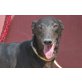 Kuki, Galgo Español - Hündin