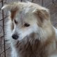Kuki, MIX - Rüde