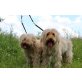 Kuki und Barney, Bearded-Mischlinge - Rüde