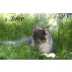 Kuky, Maine Coon - Katze