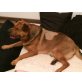 Kuli  erschossener Shar-Pei sucht ein Zuhaus, Kuli  erschossener Shar-Pei sucht ein Zuhaus - Rüde