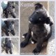 Kuma, Mischling Welpen - Rüde