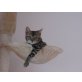 Kumburs, Savannah - Kater