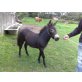 Kumpel, Esel/Pony/Maultier - Hengst
