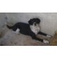 Kun, Berner-Sennen-Border-Collie-Mix - Rüde