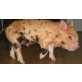 Kune Kune - weiblich