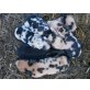 Kune Kune - weiblich