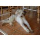  Kuni, perro de aqua espanol - Hündin