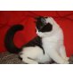 Kurby, Britisch Kurzhaarkatze - Kater