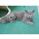 Kurilen Bobtail und Britisch Kurzhaar - Kater