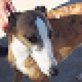 Kurry, Galga, kastriert, geb. ca. 200, Galgo - Hündin