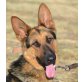 Kurt, Deutscher Schäferhund - Rüde