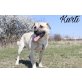 Kurti, Labrador-Mischling - Rüde
