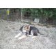 + Kurtzhaar, Deutscher Schäferhund Cremefarbener langhaariger Schlag Welpen - Hündin