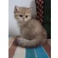 Kurtzhaar u., Perser - Kater