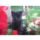 Kurzhaar Hauskatze - Kater