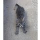Kurzhaar Hauskatzen - Kater