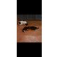 Kurzhaar, Kurzhaarkatzen - Katze