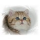 Kurzhaar Perser - Exotic Shorthair, Exotisch Kurzhaar - Kater