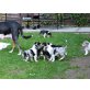 Kurzhaariger Collie Welpen - Hündin